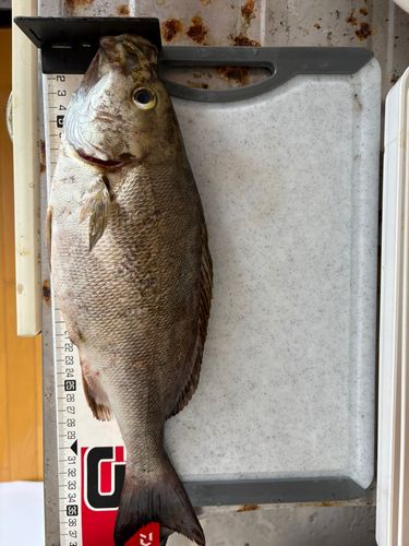 イサキの釣果