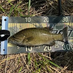 スモールマウスバス