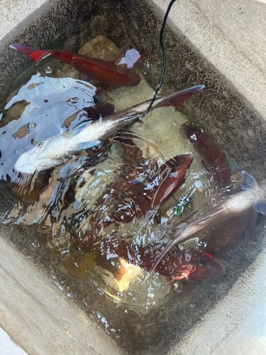 マダイの釣果