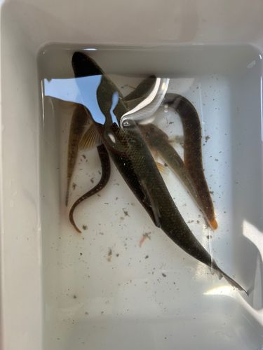 ギンポの釣果