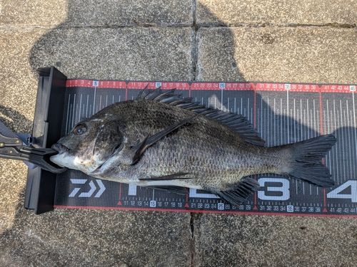 クロダイの釣果