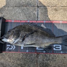クロダイ