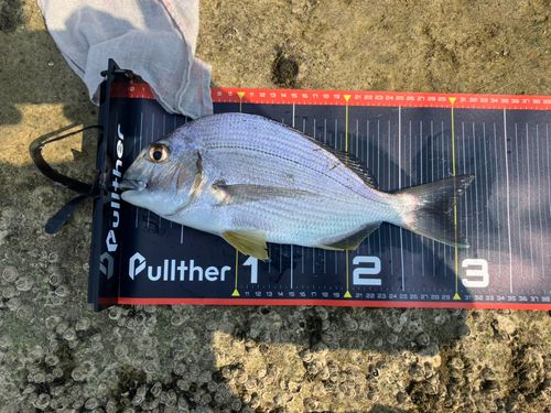 キビレの釣果