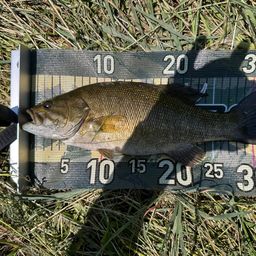 スモールマウスバス