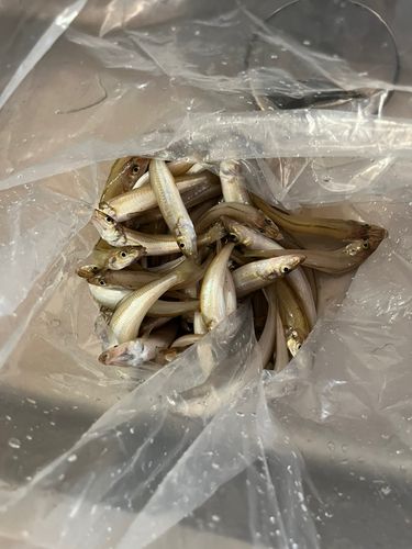 キスの釣果