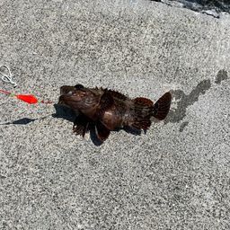 オウゴンムラソイ