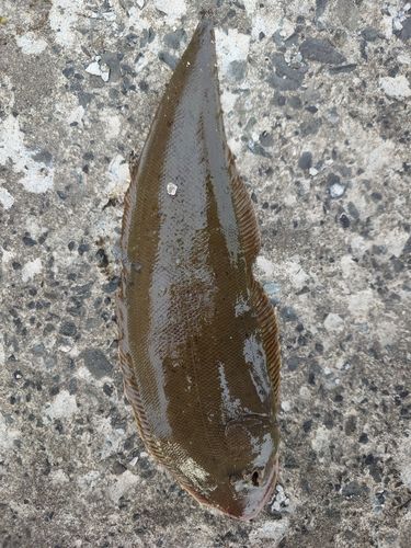 カレイの釣果