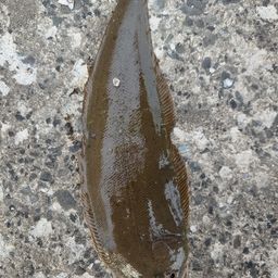 カレイ