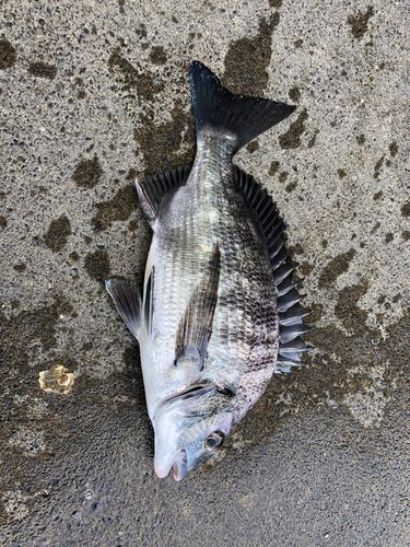 クロダイの釣果