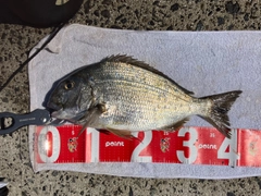 ヘダイの釣果
