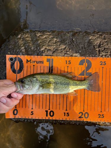 ラージマウスバスの釣果