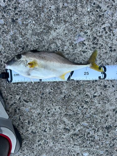 ギマの釣果