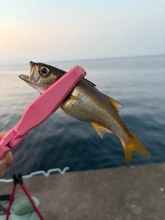 ムツの釣果