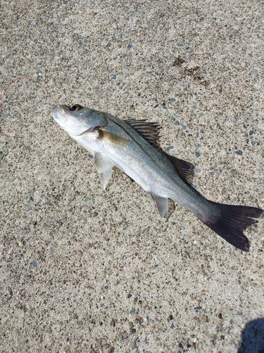 セイゴ（ヒラスズキ）の釣果