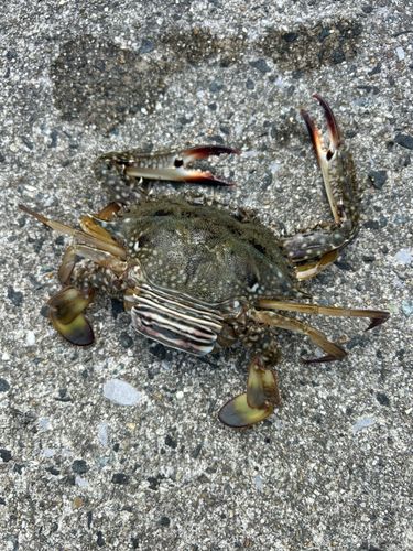 ガザミの釣果