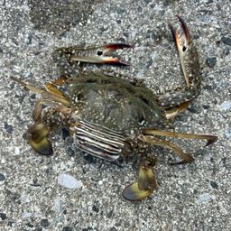 ガザミ