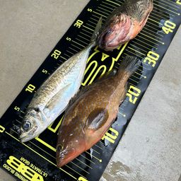 アジ