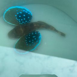 ホウボウ