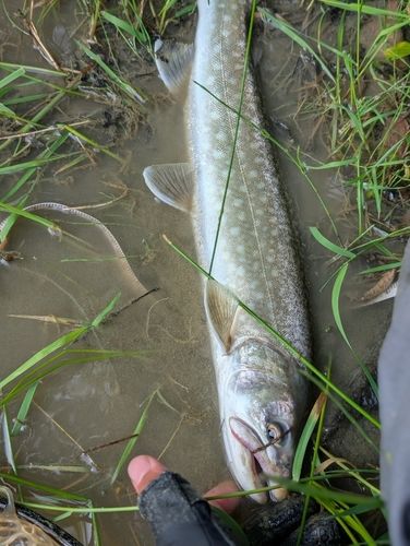 エゾイワナの釣果