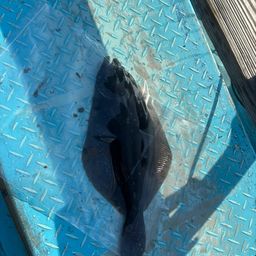ヒラメ