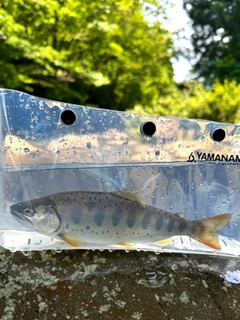 ヤマメの釣果