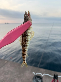 エソの釣果
