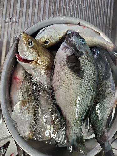 グレの釣果