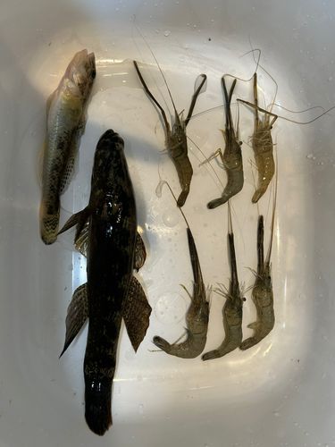 テナガエビの釣果