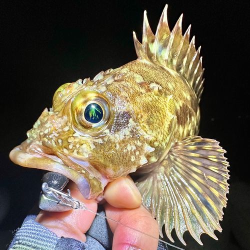 ガシラの釣果