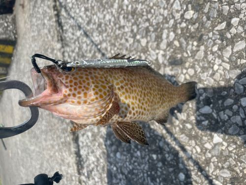 オオモンハタの釣果