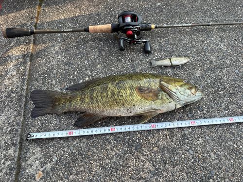 スモールマウスバス