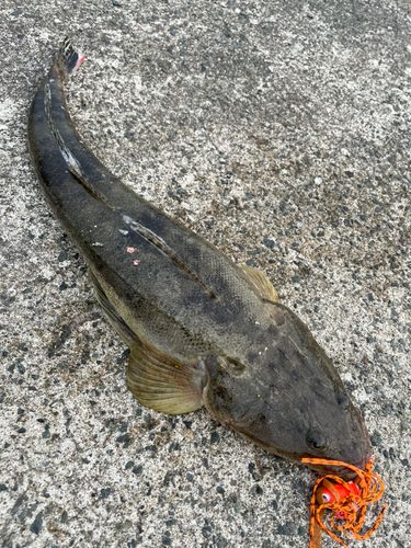 マゴチの釣果