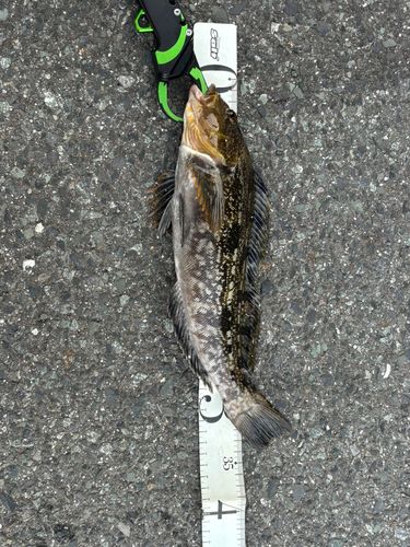 アイナメの釣果