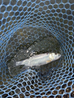 ハスの釣果