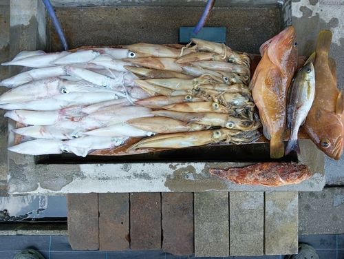 ケンサキイカの釣果