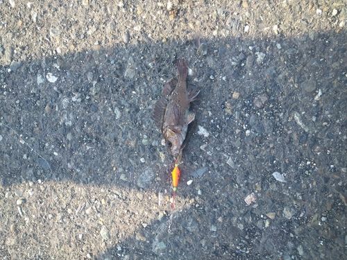 エゾメバルの釣果