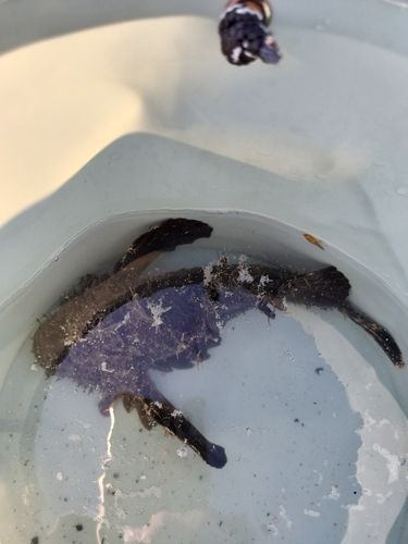 オニオコゼの釣果