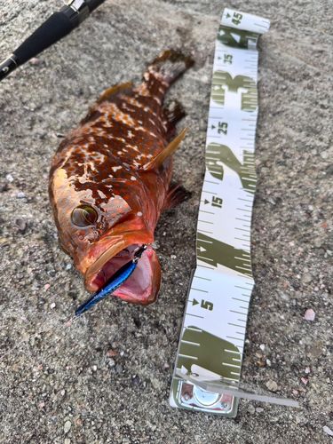 アコウの釣果