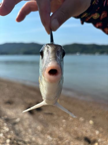 ギマ