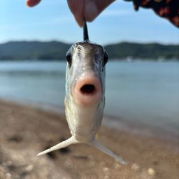 ギマ