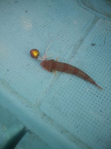 アカエソの釣果