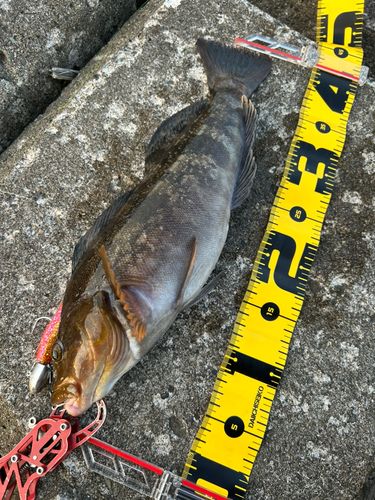アイナメの釣果