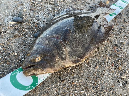 ヒラメの釣果