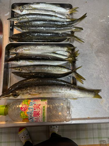 カマスの釣果