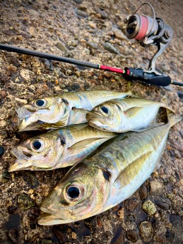 アジの釣果