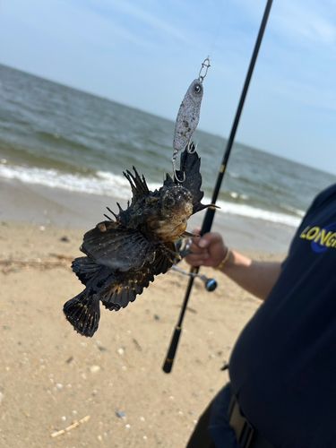 オニオコゼの釣果