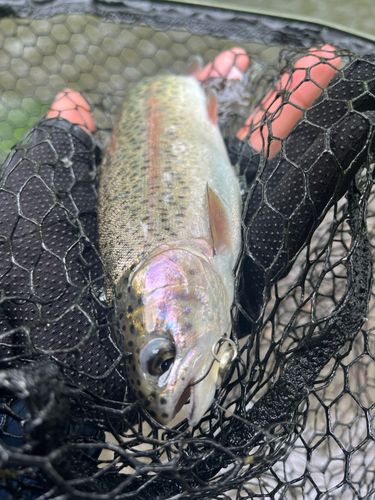 ニジマスの釣果