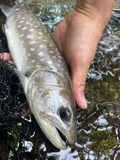 アメマスの釣果