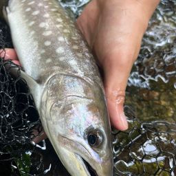 アメマス