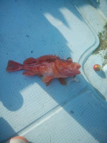 ウッカリカサゴの釣果